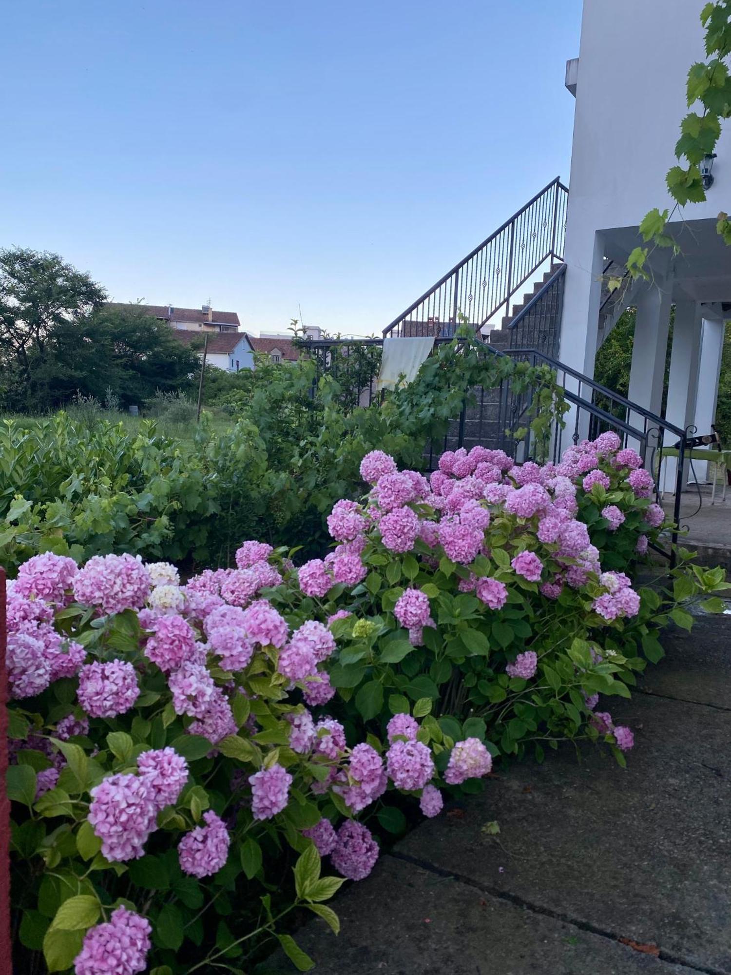Apartmani Dragana Herceg Novi Exteriör bild