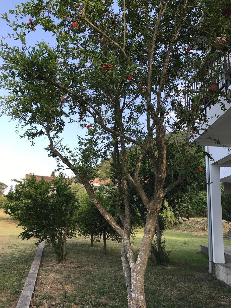 Apartmani Dragana Herceg Novi Exteriör bild